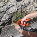 () ARTICLE: Importància de la recol·lecció silvestre ben feta